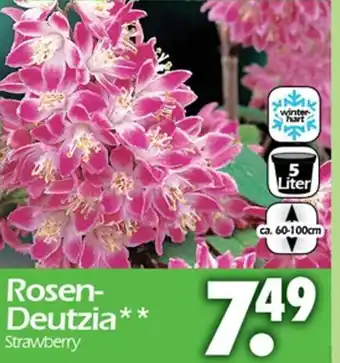 Wreesmann Rosen Deutzia Angebot