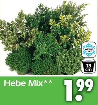 Wreesmann Hebe Mix Angebot