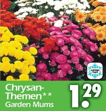 Wreesmann Chrysanthemen Garden Mums Angebot
