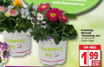 Edeka Frühlings Mixtopf "Blooming Joy" 12 cm Topf Angebot