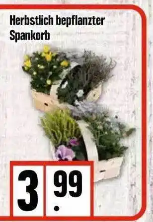 Edeka Herbstlich bepflanzter spankorb Angebot