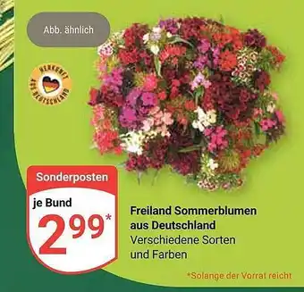 Globus Freiland somerblumen aus deutschland Angebot