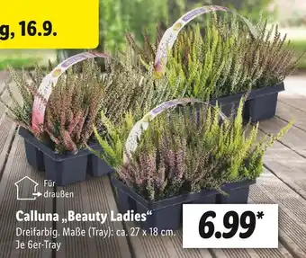 Lidl Calluna „beauty ladies“ Angebot