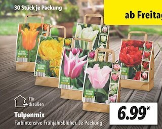 Lidl Tulpenmix Angebot
