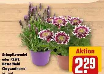 REWE Rewe beste wahl schopflavendel oder chrysantheme Angebot