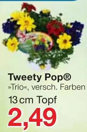 Jawoll Tweety Pop Angebot