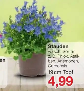 Jawoll Stauden Angebot