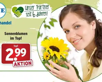 Wasgau Sonnenblumen im Topf Angebot