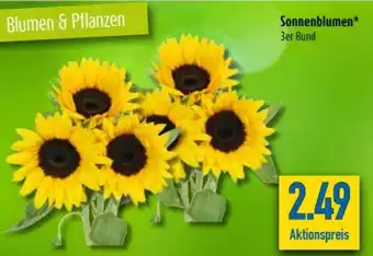 diska Sonnenblumen Angebot