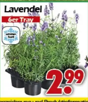 Wreesmann Lavendel Angebot