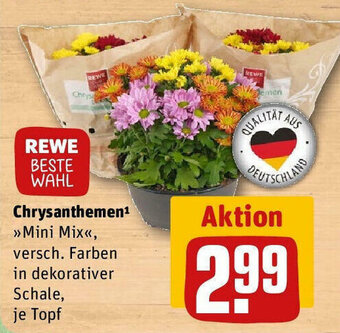 REWE Chrysanthemen Mini Mix Angebot