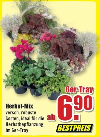 B1 Discount Baumarkt Herbst Mix Angebot