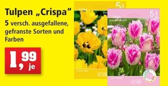 Thomas Philipps Tulpen Crispa Angebot