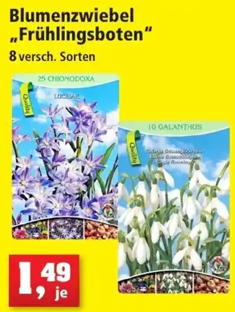Thomas Philipps Blumenzwiebel Frühlingsboten Angebot