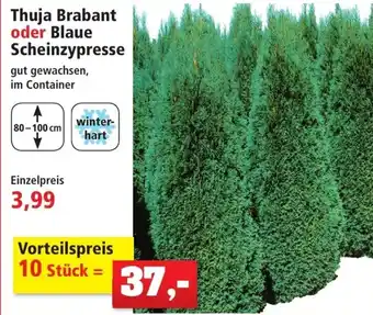 Thuja Brabant oder Blaue Scheinzypresse Angebot bei Thomas Philipps