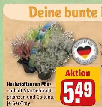 REWE Herbstpflanzen mix Angebot