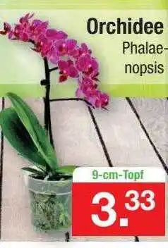 Zimmermann Orchidee Angebot