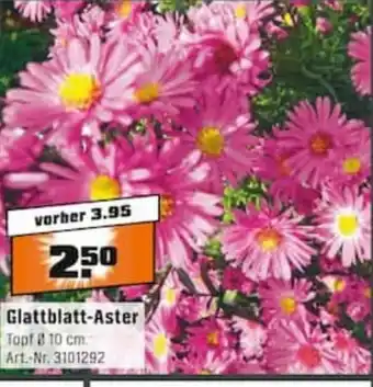 OBI Glattblatt Aster Angebot