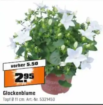 OBI Glockenblume Angebot