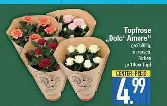 E-Center Topfrose „dolc amore“ Angebot