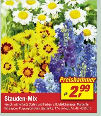 toom Baumarkt Stauden Mix Angebot