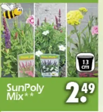 Wreesmann SunPoly Mix Angebot