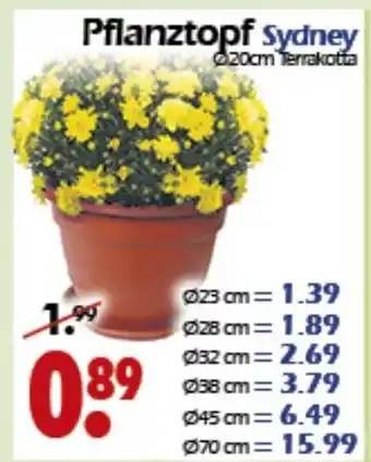 Wreesmann Pflanztopf Sydney Angebot