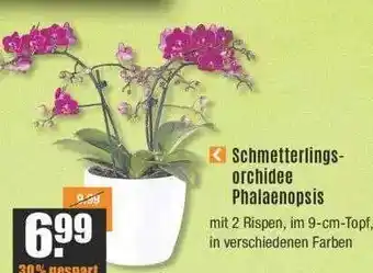 V Baumarkt Schmetterlingsorchidee phalaenopsis Angebot