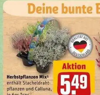 REWE Herbstpflanzen mix Angebot