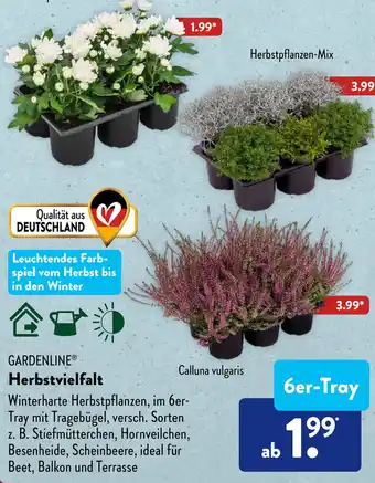 Aldi Süd Gardenline Herbstvielfalt 6er Tray Angebot