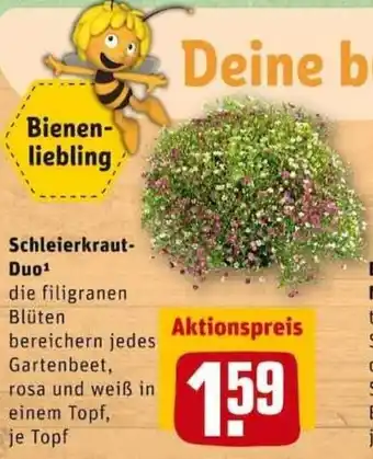 REWE City Schleierkraut Duo Angebot