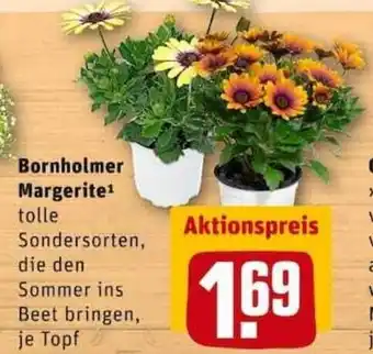 REWE City Bornholmer Margerite Angebot