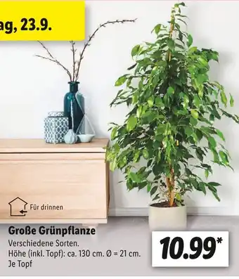 Lidl Große grünpflanze Angebot