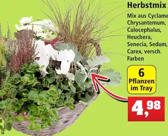 Thomas Philipps Herbstmix Angebot