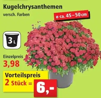 Thomas Philipps Kugelchrysanthemen Angebot