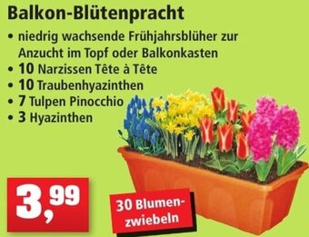 Thomas Philipps Balkon Blütenpracht Angebot