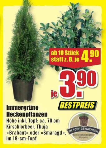 B1 Discount Baumarkt Immergrüne Heckenpflanzen Angebot