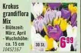 Hornbach Krokus grandiflora mix Angebot