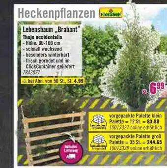 Hornbach Floraself lebensbaum „brabant“ thuja occidentalis Angebot