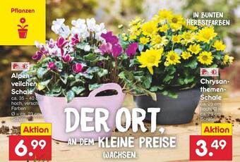 Netto Marken-Discount Alpenveilchen schale oder chrysanthemen-schale Angebot