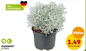 PENNY Stacheldraht Angebot