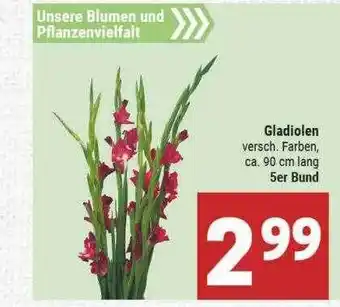 Marktkauf Gladiolen Angebot