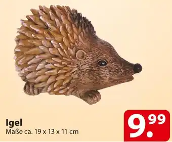 Famila Nord Ost Igel Angebot