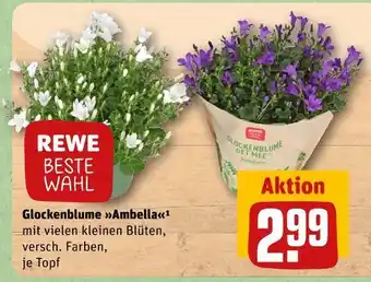 REWE Rewe beste wahl glockenblume ambella Angebot