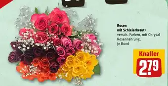 REWE Rosen mit schleierkraut Angebot