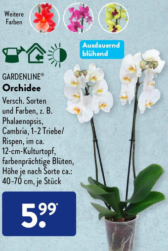 Aldi Süd Gardenline Orchidee Angebot