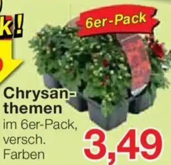 Jawoll Chrysanthemen 6er Pack Angebot