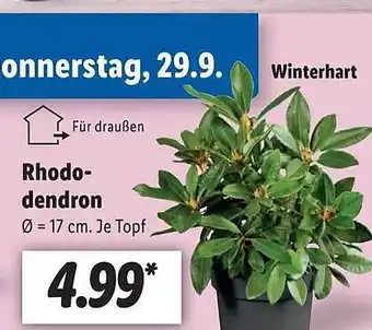 Lidl Rhododendron Angebot