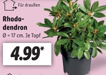 Lidl Rhododendron Angebot