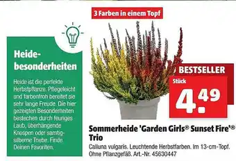 Hagebau Sommerheide 'garden girls sunset fire' trio Angebot